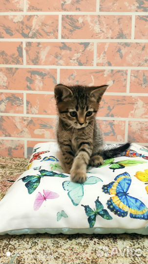 Британские котята бесплатно