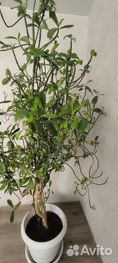 Синадениум