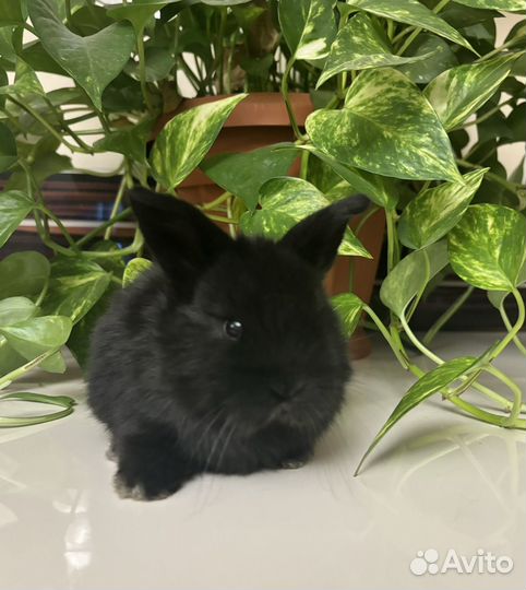 Декоративные кролики - очаровашки