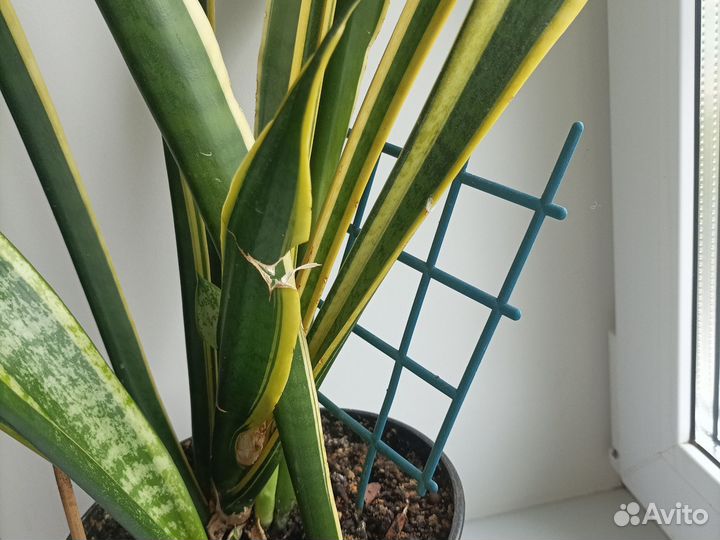 Сансевиерия трёхцветная высота 95 см