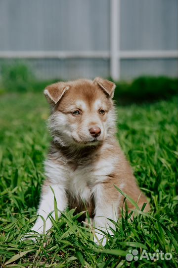 Отдам в добрые руки