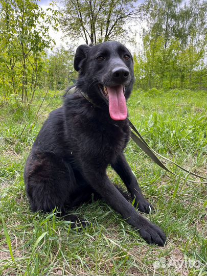 Молодая собака из приюта мечтает о доме