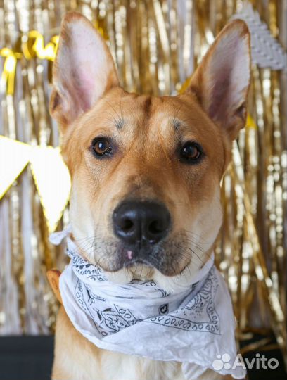 Домашний Шнапс попал в приют