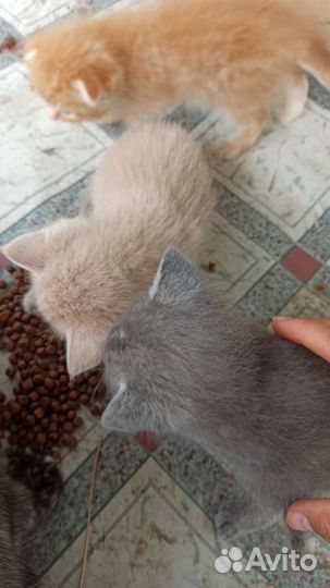 Котёнок мальчик в добрые руки