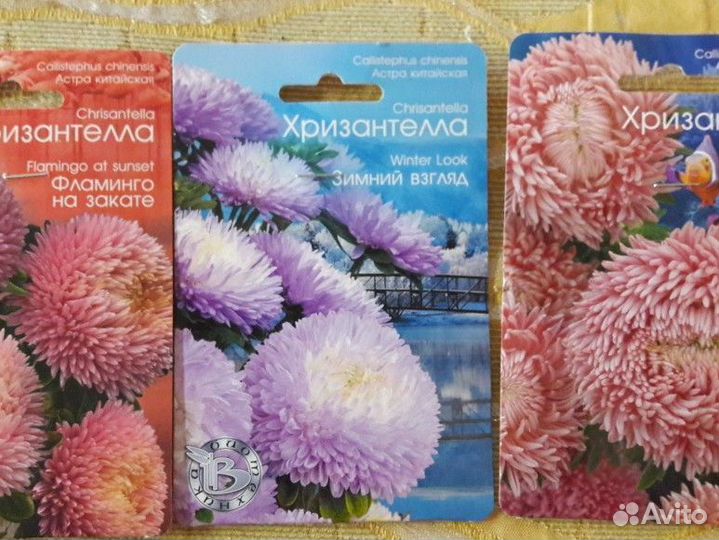 Астра хризантелла