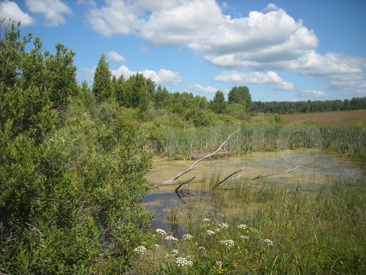 Участок 1,5 га (ИЖС)