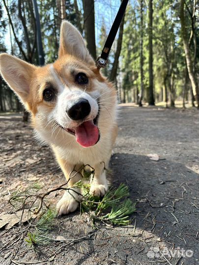 Передержка домашних животных