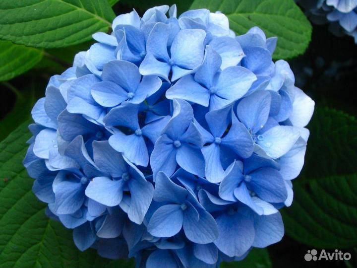 Гортензия крупнолистная голубая, Розовая