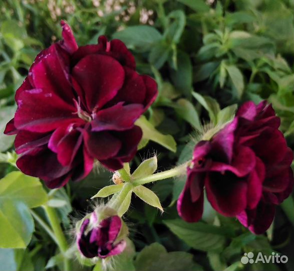 Пеларгония герань