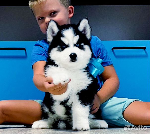 Хаски для Вас - Класныеее щеночки разных окрасоов