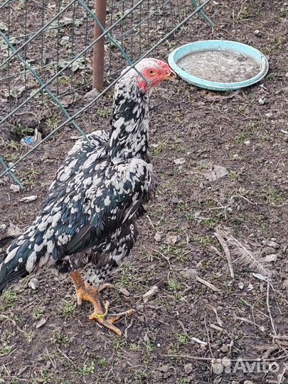 Бойцовые петухи и курицы