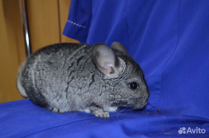 Шиншилла