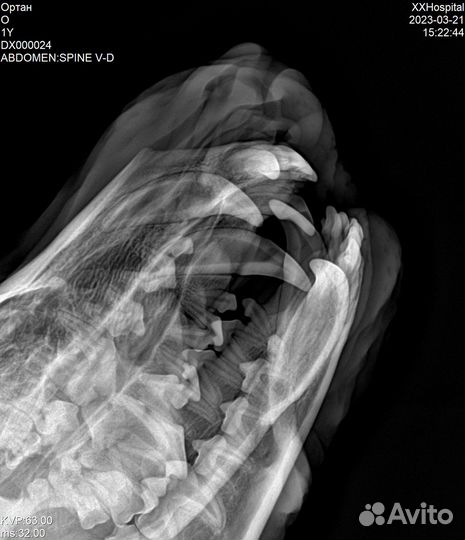 Рентген кошке. Рентген собаке. Рентген коту