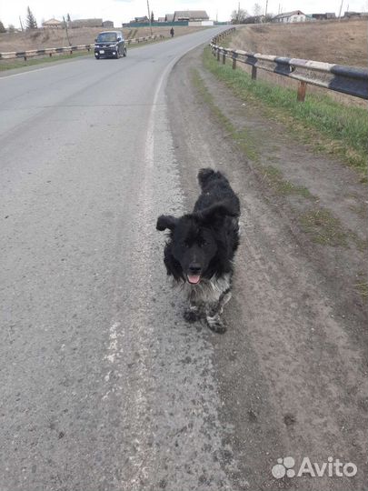 Собака дворняжка