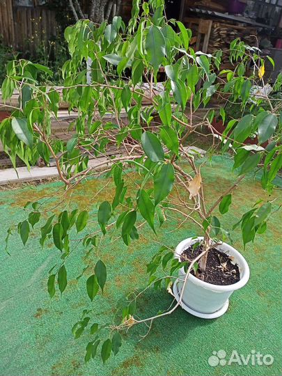 Фикус бенджамина большой