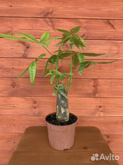 Пахира бонсай