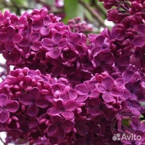 Сирень День Победы