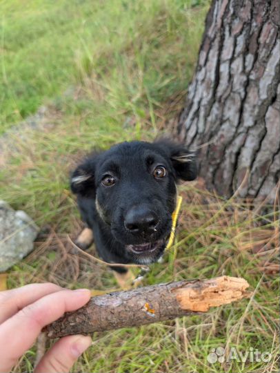 Добрейший щенок девочка похож на овчарку