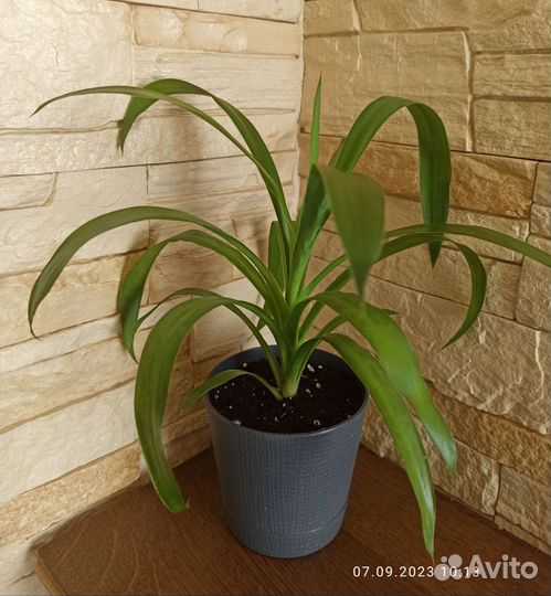 Комнатные растения и цветы (обновление 07.09.23)