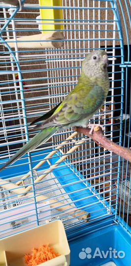 Певчий попугай