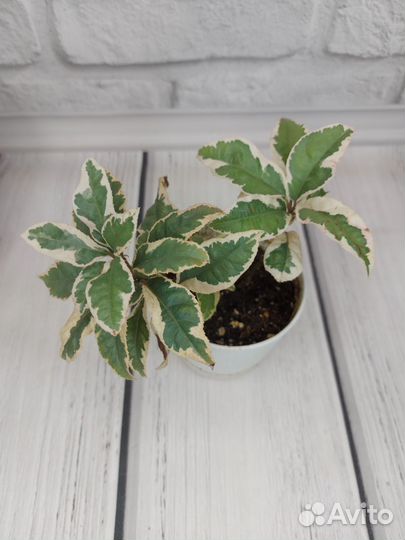 Мединилла sedifolia, ардизия вариегатная