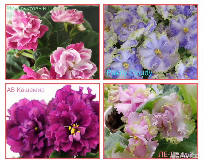 Сортовые фиалки листик