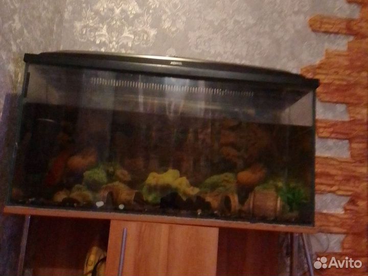 Аквариумные рыбки