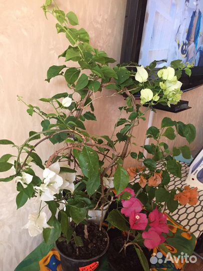 Бугенвиллия