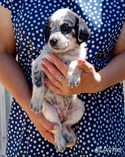 Щенки метисы в добрые руки