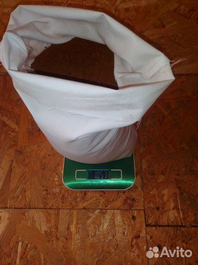 Чага березовая от сборщика