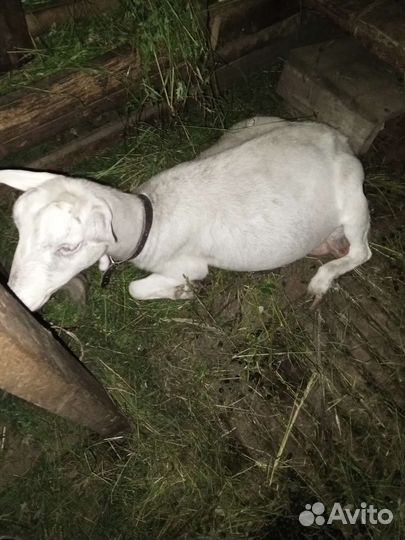 Зааненская коза