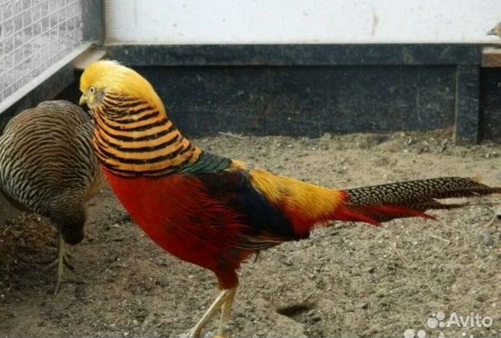 Фазаны,индюки и многое другое