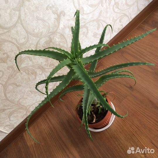 Алоэ
