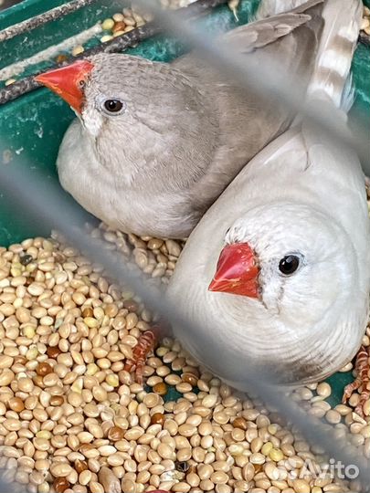 Продается молодая пара амадин