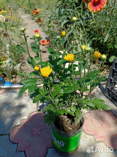 Хризантема