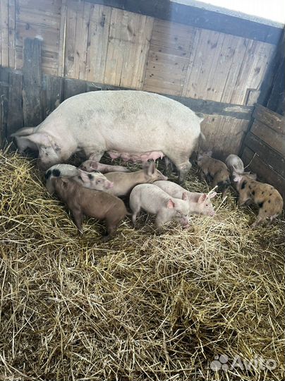 Поросенок ландрас