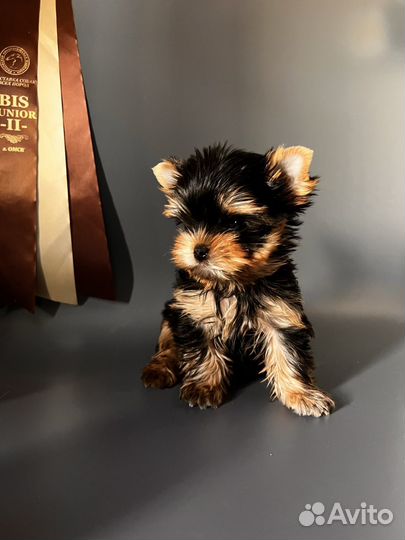 Йоркширский терьер