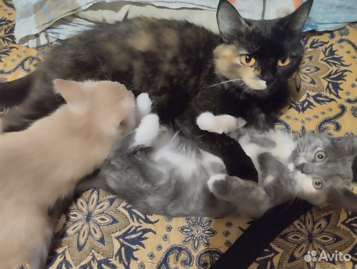 Кошка и котята