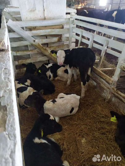 Телята телочки