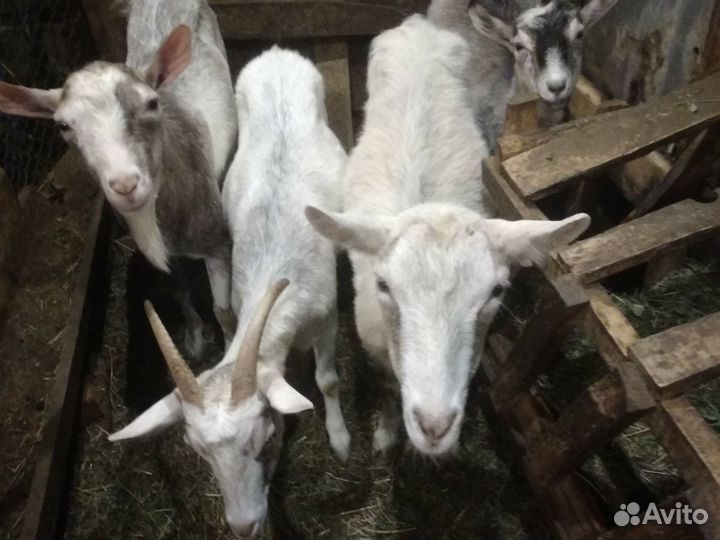 Козы 1 год не покрытые