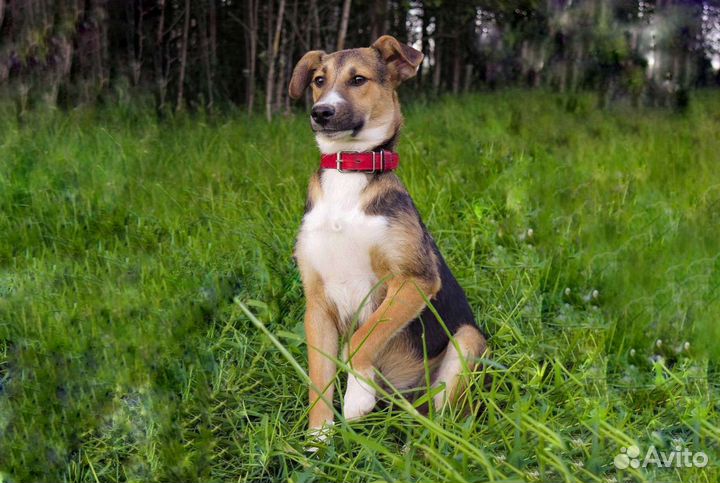 Щенок мальчик 7 месяцев