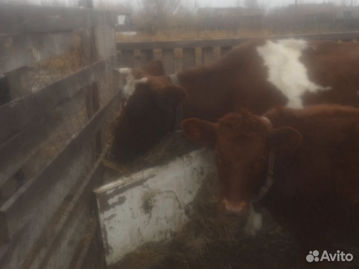 Продажа крс