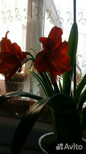 Декабрист, Гиппеаструм в наличии 5 штук