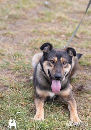 Олимп, необыкновенный пес в добрые руки