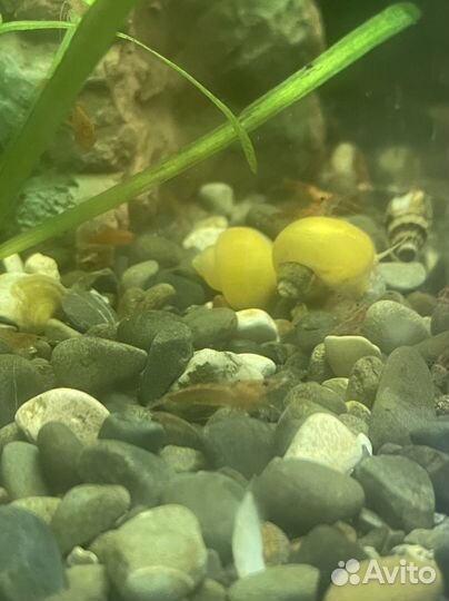 Креветки Вишня, Красный огонь