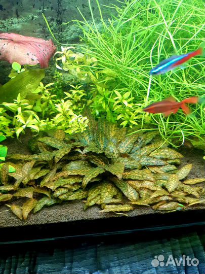 Криптокорина нури