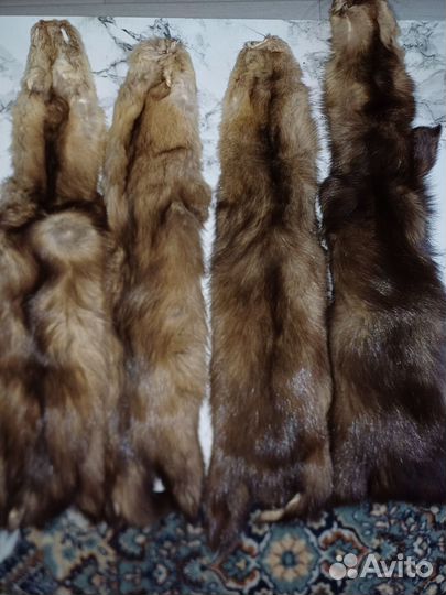 Шкурки соболя