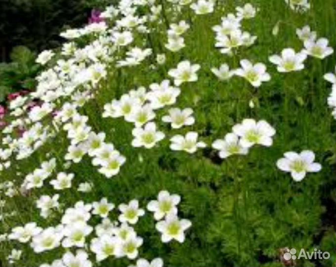 Камнеломка