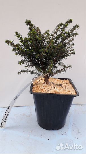 Саженцы Ели