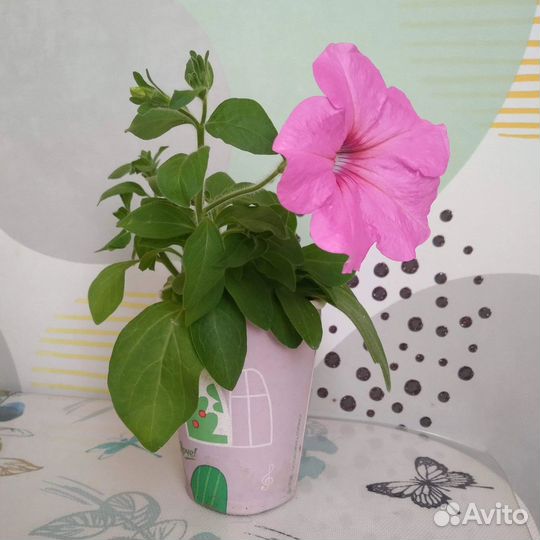 Продам петунии